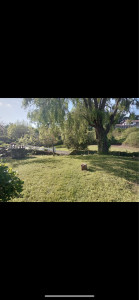 Photo de galerie - Taille de haies et d'arbustes