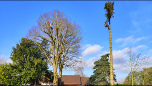 Photo de galerie - Elagage et coupe d'arbres