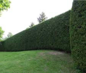 Photo de galerie - Haies 