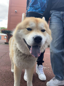 Photo de galerie - Ça c’est Noam, un magnifique chien que je garde souvent quand les proprio sont occupés 