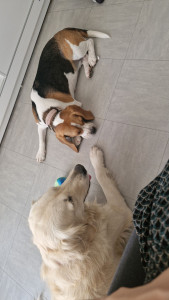Photo de galerie - Les deux cops de vacances Sasha & Vaiana ♥️