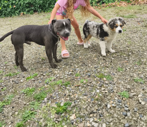 Photo de galerie - Garde chien . 