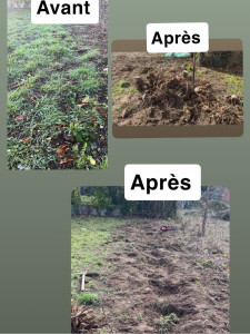 Photo de galerie - Elagage et coupe d'arbres