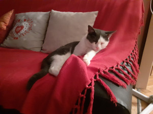 Photo de galerie - Garde chat