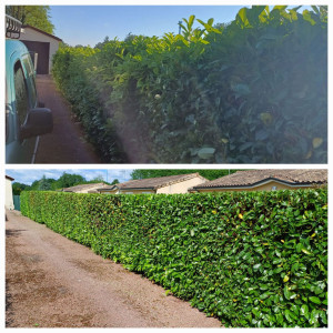 Photo de galerie - Taille de haie 