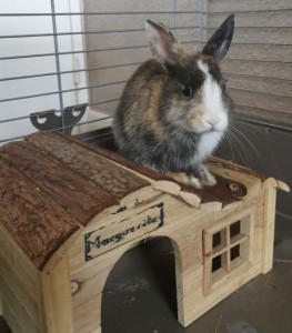 Photo de galerie - Garde animaux