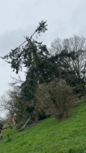 Photo de galerie - Elagage et coupe d'arbres