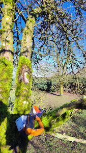 Photo de galerie - Taille de haies et d'arbustes