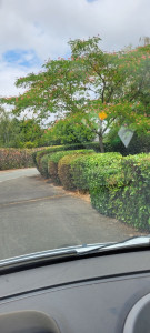 Photo de galerie - Taille de haies champêtre 