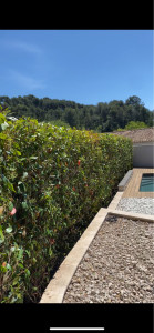 Photo de galerie - Taille de haies de photinia 