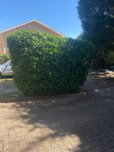 Photo de galerie - Taille de haies et d'arbustes