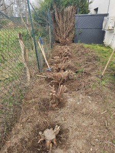 Photo de galerie - Elagage et coupe d'arbres