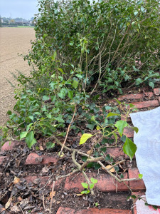 Photo de galerie - Couverture - Toiture