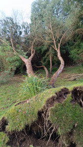 Photo de galerie - Intervention après tempête dans un parc arboré de divers végétaux 