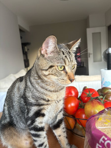 Photo de galerie - Mon chat