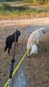 Photo de galerie - Garde chien