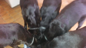 Photo de galerie - Garde chien