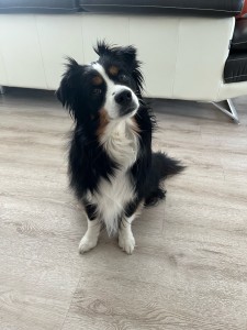 Photo de galerie - Garde chien