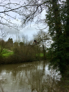 Photo de galerie - Taille d’un frêne 
