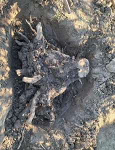 Photo de galerie - Déraciner une souche 