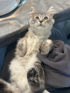 Photo de galerie - Nous adorons les chats!