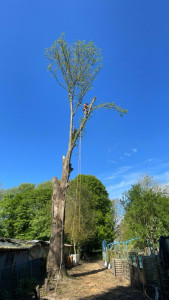 Photo de galerie - Elagage et coupe d'arbres