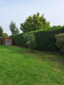 Photo de galerie - Taille de haies remise au propre 