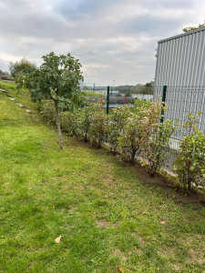 Photo de galerie - Plantation de 21 photinia