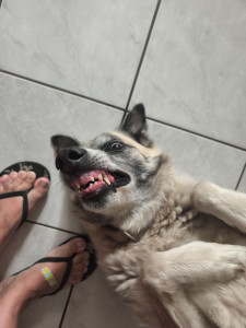 Photo de galerie - Garde chien