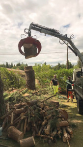 Photo de galerie - Elagage et coupe d'arbres