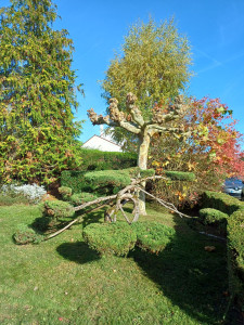 Photo de galerie - Taille de haies et d'arbustes