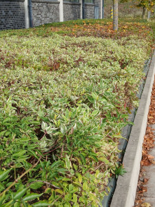 Photo de galerie - Taille de haie, et d'arbuste 