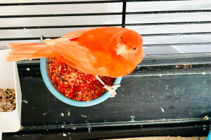 Photo de galerie - Garde animaux