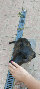 Photo de galerie - Garde chien
