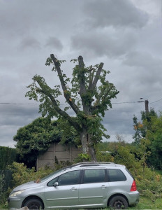 Photo de galerie - Elagage et coupe d'arbres
