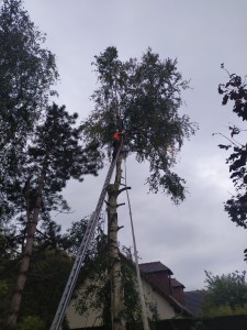 Photo de galerie - Elagage et coupe d'arbres