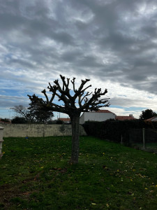 Photo de galerie - Taille de haies et d'arbustes