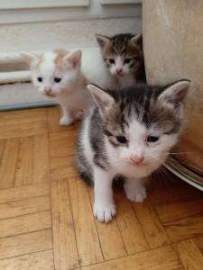 Photo de galerie - Je prendrai soin de vos compagnons 