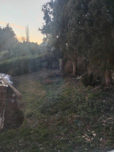 Photo de galerie - Débranchage du Sapin mort, pour abattage  par démontage.