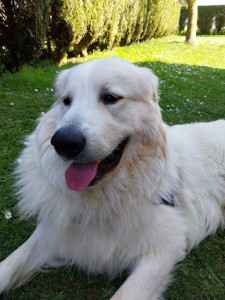 Photo de galerie - Flocon: Mon gros bébé des Pyrénées qui a son petit caractère, un vrai pot de colle (je ne m'en plains pas j'adore quand il est avec moi) mais adorable ❤️