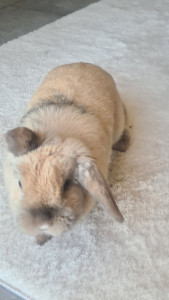 Photo de galerie - Garde d'une petite lapine à domicile.
Un amour