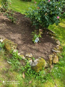 Photo de galerie - Plantation rosier 