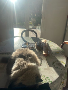 Photo de galerie - Toujours un plaisir de tenir compagnie et de m’occuper des chats ?⭐️