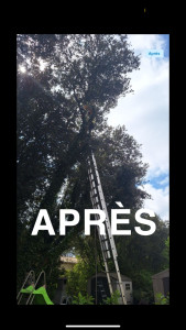 Photo de galerie - Travaux d’élagage dans le respect de la structure naturelle du chêne. 