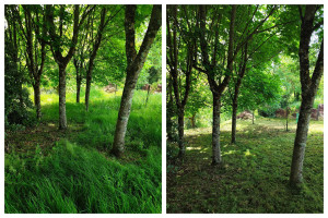 Photo de galerie - Débroussaillage grande et petite parcelle 