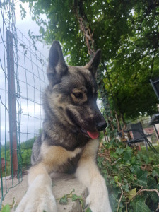 Photo de galerie - Ma chienne de 7 mois Anarchy