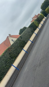 Photo de galerie - Taille de haies