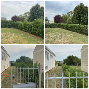 Photo de galerie - Première Taille de formation pour cette belle haie