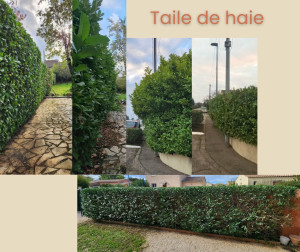 Photo de galerie - Taille de haies et d'arbustes