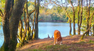 Photo de galerie - Gotham, une chienne gardée régulièrement, dans un lieu inspirant au bord du lac.